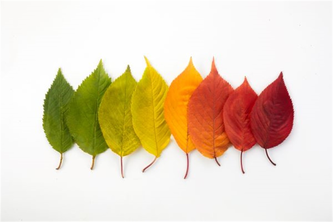 Colorful leaves lined up neatly against a white background