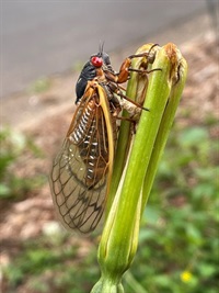 a periodical cicada on a plant