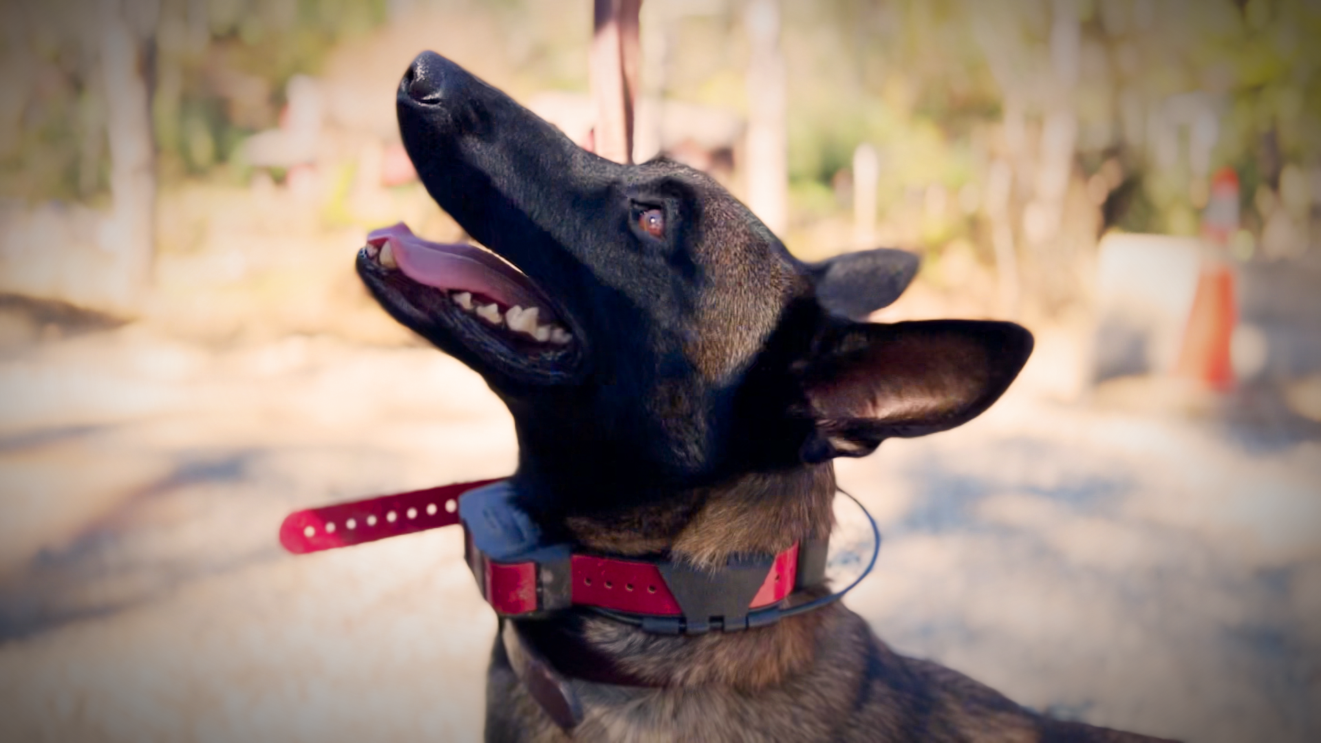 K9 Kiraa from the State Bureau of Investigation focuses during the search, playing a key role in locating possible victims amidst the debris.