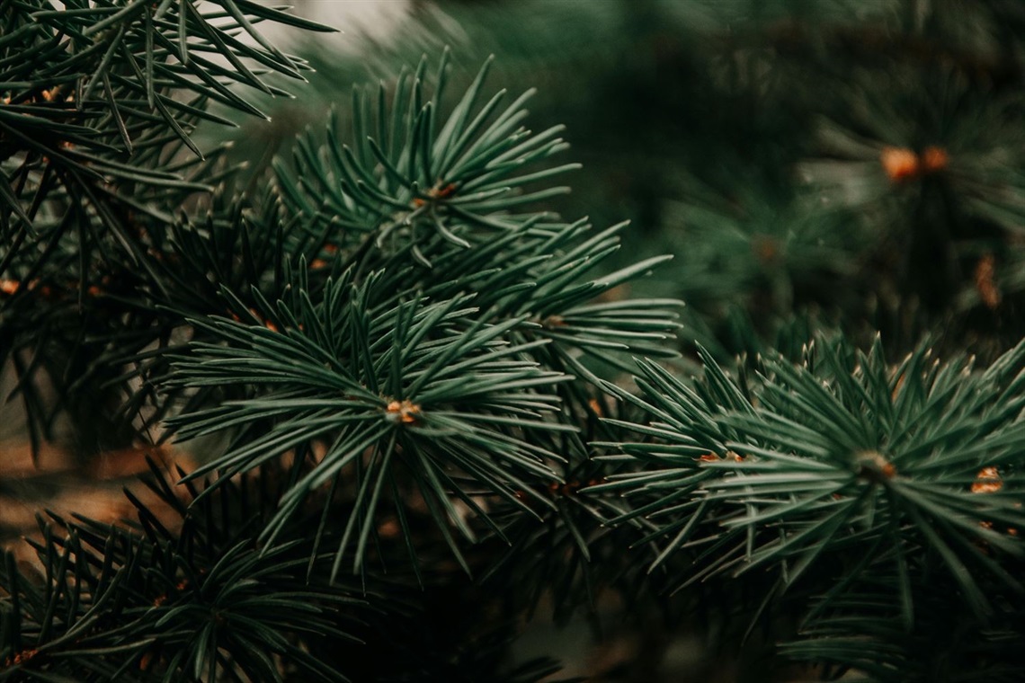 Close up of undecorated Christmas tree, showcasing green pine needles.