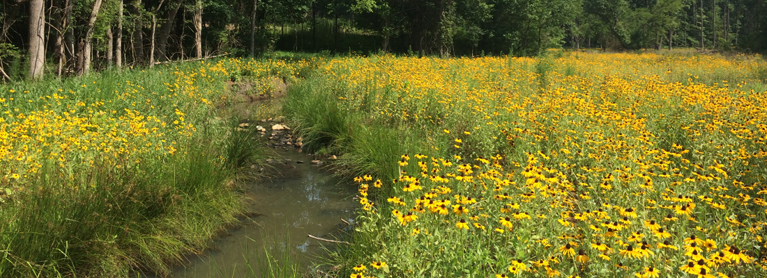 Reedy Creek with blooming yellow flowers.